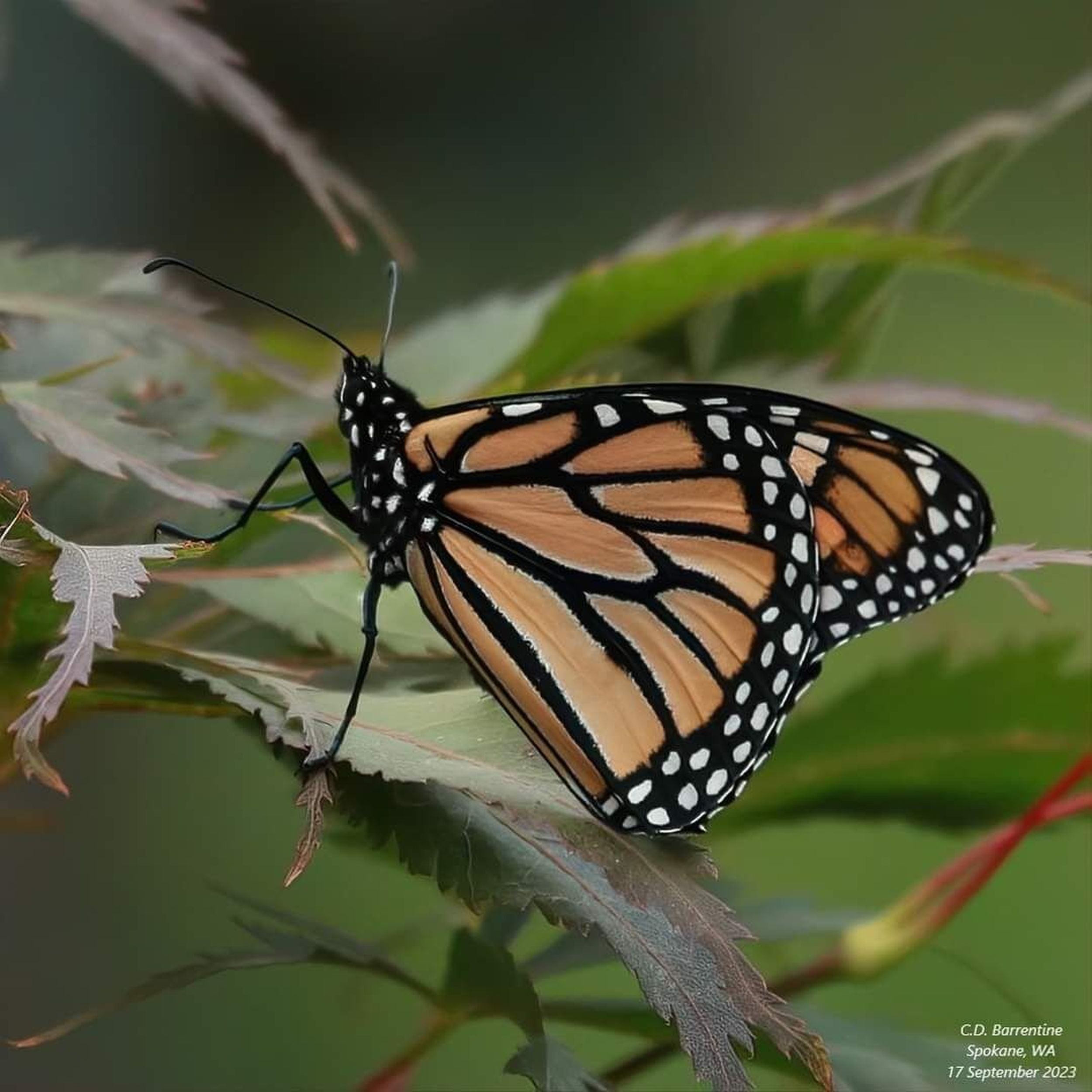 Monarch Butterflies in the Pacific Northwest