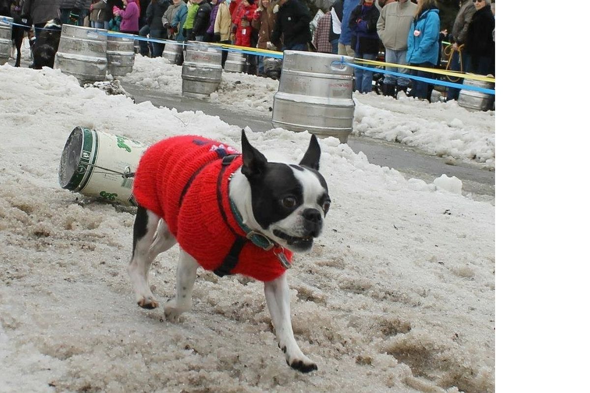 An enthusiastic participant in Keg Pull event of the Sandpoint Winter Carnival. (Nancy LaRose)