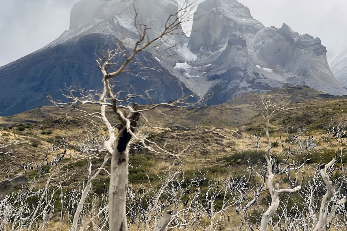 The burned forest of Torres del Paine National Park still hasn’t recovered from a fire in 2011.  (Shivya Nath/For the Washington Post)