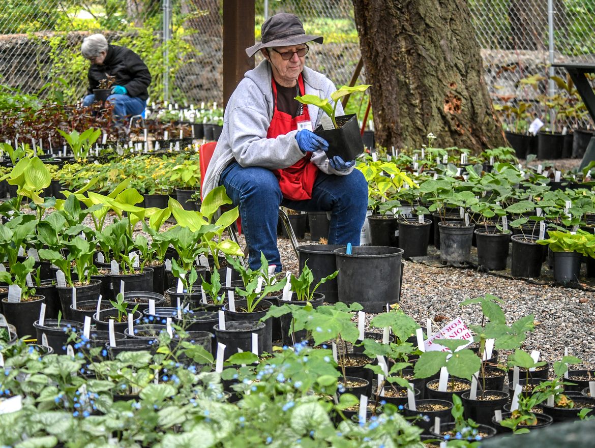In the Garden Friends of Manito plant sale returns with