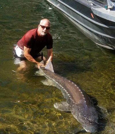 Ed Schriever with a sturgeon he caught on the Snake River in Hells Canyon. Schriever will become the director of the Idaho Department of Fish and Game next month. (Ed Schriever / Courtesy)