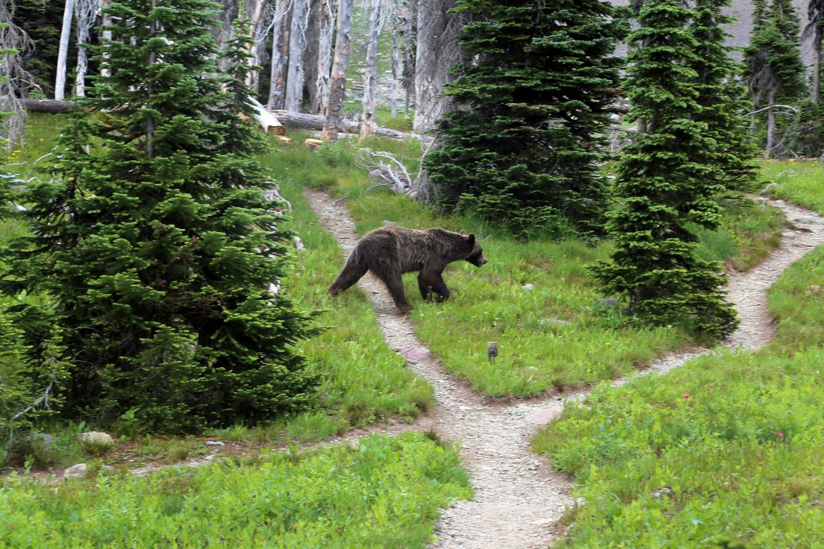 A grizzly bear walks through a back country campsite in Montana’s Glacier National Park, on Aug. 3, 2014.  (Doug Kelley)