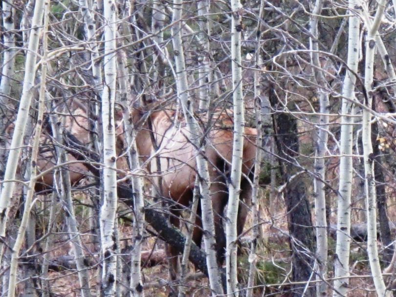 Bull elk rub antlers in aspen late in the hunting season. (Brett French / Billings Gazettte)