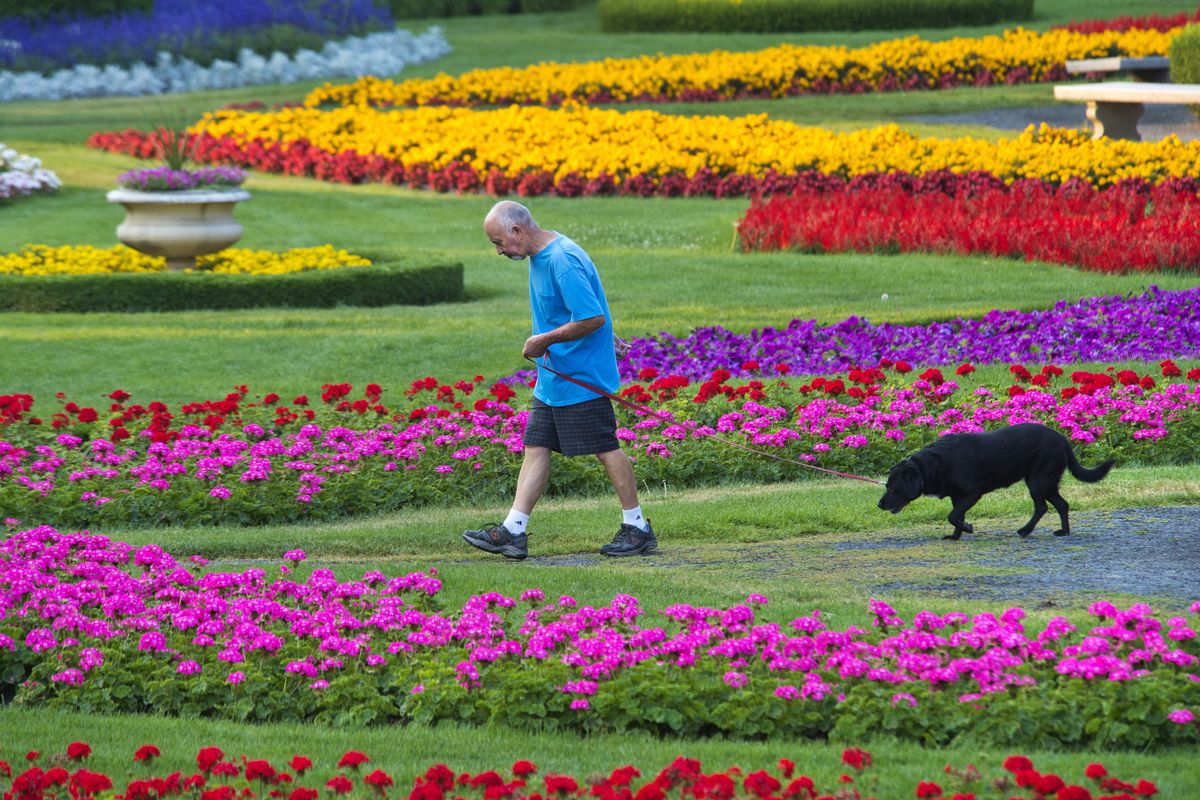 Pat Bailey walks his dog Shelby along the paths of Manito Park’s Duncan Gardens early on Aug. 19. (Dan Pelle)
