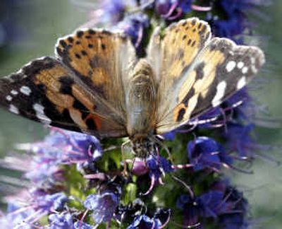 
A painted lady butterfly perches on a Mexican sage bloom in Point Loma near San Diego in late March. 
 (Associated Press / The Spokesman-Review)