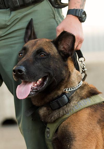 Khan, a German Shepherd used by the Spokane County Sheriff’s Office. (Courtesy photo, Spokane County Sheriff’s Office.)