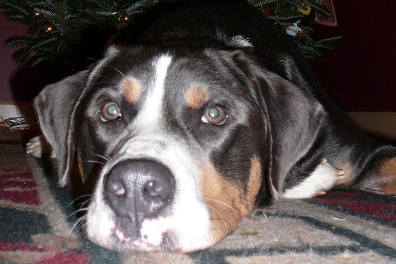 ORG XMIT: NCRAL101 This undated photo released by Kelley Davis via the News & Observer shows Augie, a 2-year-old greater Swiss mountain dog in Apex, N.C., that ate $400 cash that Davis made working extra hours. The 42-year-old Davis says when she took Augie for a walk Saturday, she found parts of three $100 bills and five $20s in his leavings. She washed them with a garden hose and hopes to find enough pieces to exchange them for cash. (AP Photo/Kelley Davis via The News & Observer) ** NO SALES ** (The Spokesman-Review)