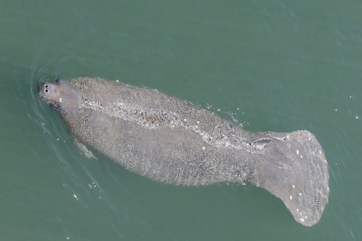 In this Thursday, April 2, 2020, file photo, a manatee comes up for air is it swims in the Stranahan River, in Fort Lauderdale, Fla. Florida is experiencing an unprecedented die-off of manatees this year, with 959 documented deaths as of mid-October.  (Wilfredo Lee)