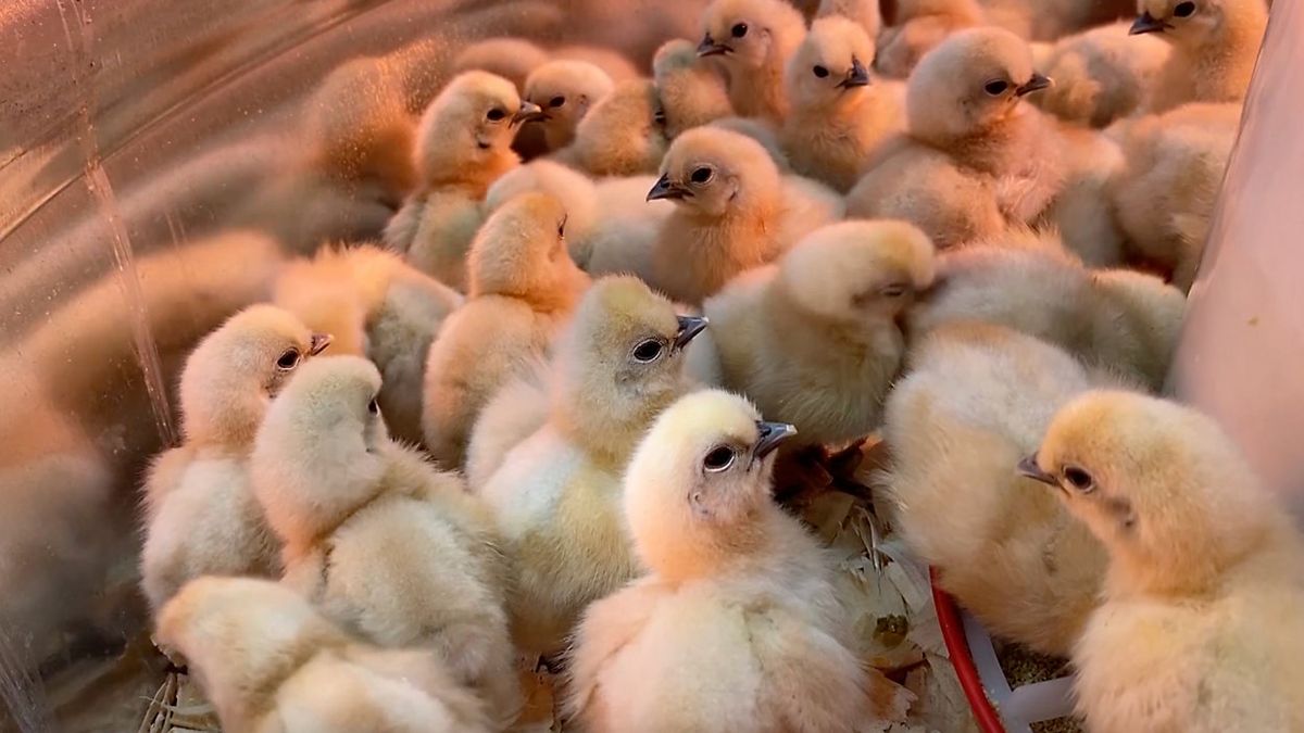 Some of thousands of chicks that survived more than three days after being abandoned in a U.S. Postal Service truck without food or water as temperatures climbed into the mid-80s.