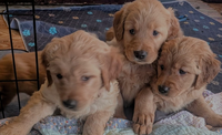 Golden Retriever Puppies