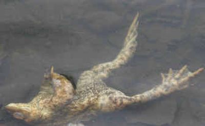 
 A dead toad is seen in a Hamburg, Germany, lake. 
 (Associated Press / The Spokesman-Review)