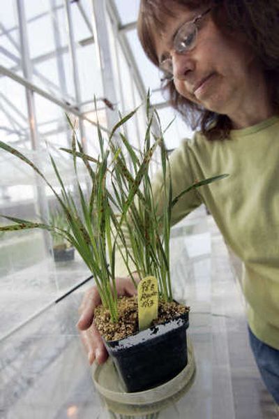 
University of Minnesota researcher Lucy Wanschura looks at  wheat  Friday. Associated Press
 (Associated Press / The Spokesman-Review)