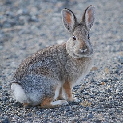 The eastern cottontail, which has a pronounced puffball tail, soft brownish fur and big dark eyes, is the rabbit you’re most likely to see in our urban areas. (Idaho Fish and Game)
