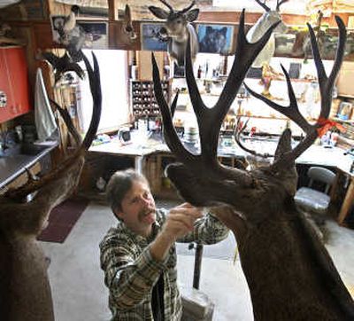 
Beneath the glass-eyed stare of other animals in every corner in the workshop, Jeff Lumsden brushes the facial hair on a couple of mule deer he has recently mounted.Associated Press
 (Associated Press / The Spokesman-Review)