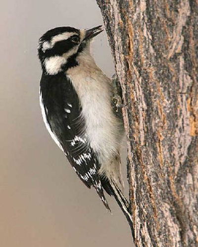 
Downy woodpecker at left, black-backed woodpecker, right.  
 (Photos by TOM MUNSON / The Spokesman-Review)