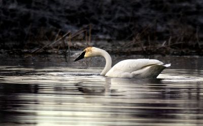 This swan has been returning to Turnbull National Wildlife Refuge for at least 33 years. (The Spokesman-Review)