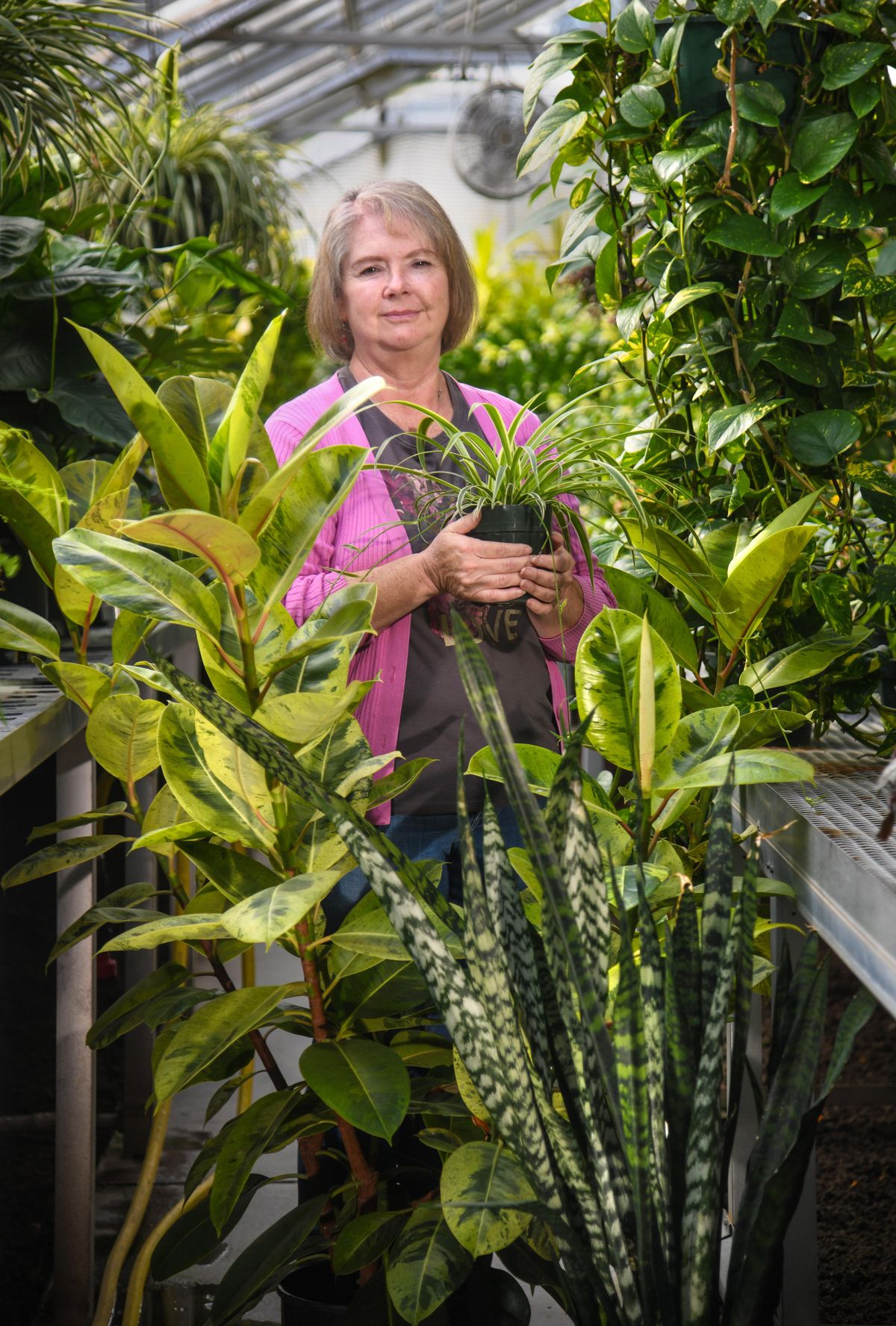 Rhonda Elliott, in Manito Park’s Gaiser Conservatory, holds spider plant while standing in front of a rubber plant, left, and a Saneveria, lower right. A pothos is hanging at upper left. (Dan Pelle / The Spokesman-Review)