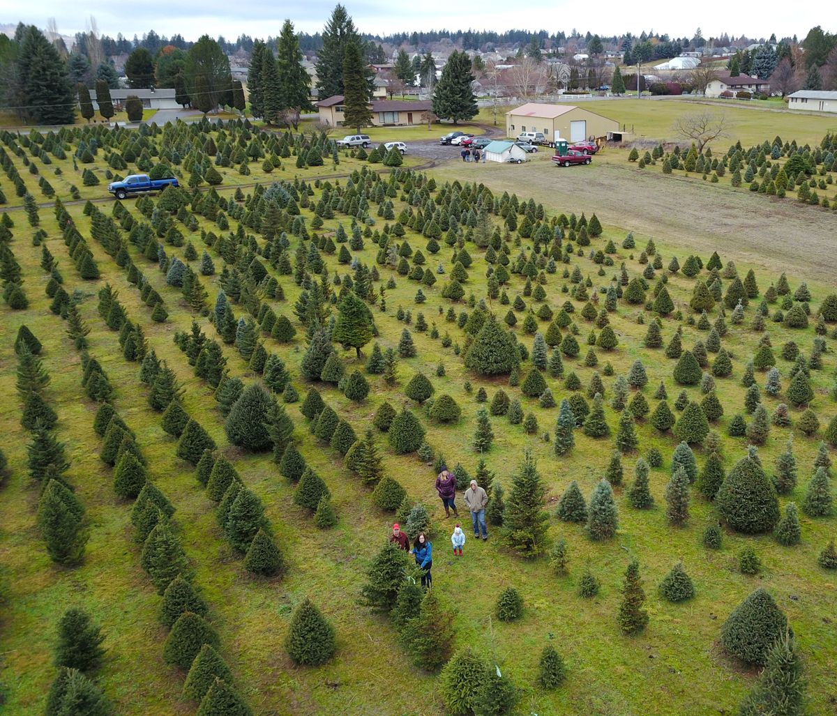 A family walks rows, looking for the perfect Christmas tree Dec. 3, 2017, at Bergman Tree Farm in Spokane Valley.  (SR)