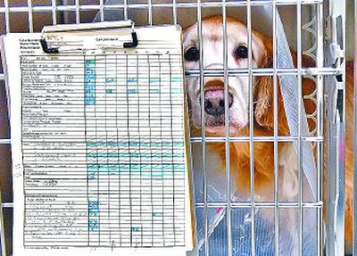 
Digger Cooper-Vince, a 10-year-old golden retriever, looks out from her cage while hooked up to an IV at the Cornell University Companion Animal Hospital in one of the hospital's Intermediate Nursing Care rooms in Ithaca, N.Y., in December. Digger was believed to have eaten a batch of tainted dry dog food that made her sick. 
 (File Associated Press / The Spokesman-Review)