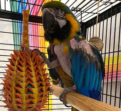 Hendrix, a blue-and-gold macaw, often used foul language at the Forever Paws Animal Shelter in Fall River, Massachusetts.  (Forever Paws Animal Shelter)