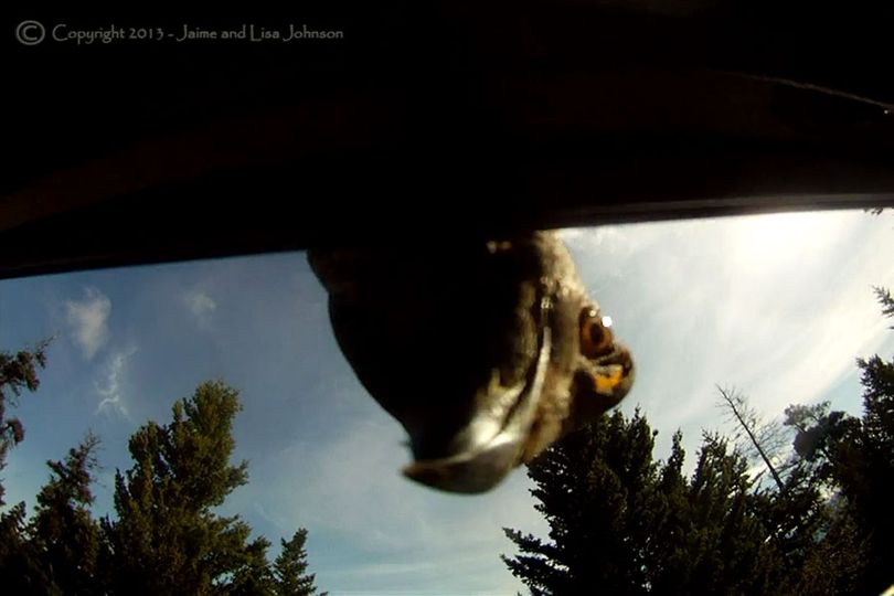 A male dusky grouse in mating season pecks at the window of a vehicle driven by Montana outdoor photographer Jaime Johnson. (Jaimie Johnson)
