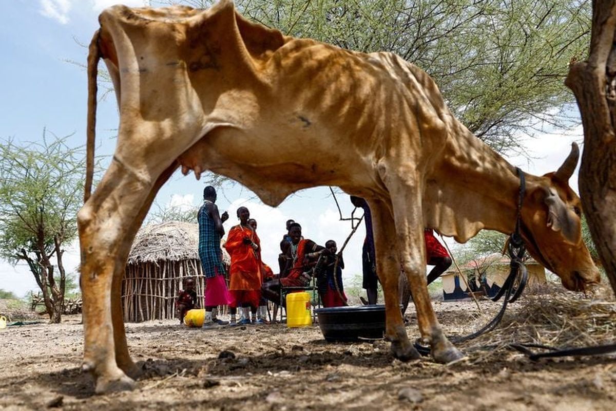 Members of the Lakaanki family from the Maasai pastoralist community gather near their emaciated cow at their manyatta homestead following worsening drought due to the failed rainy season at a village settlement near Magadi township along the Kenya-Tanzania border, in Kajiado, Kenya, February 5. REUTERS/Thomas Mukoya  (Thomas Mukoya)