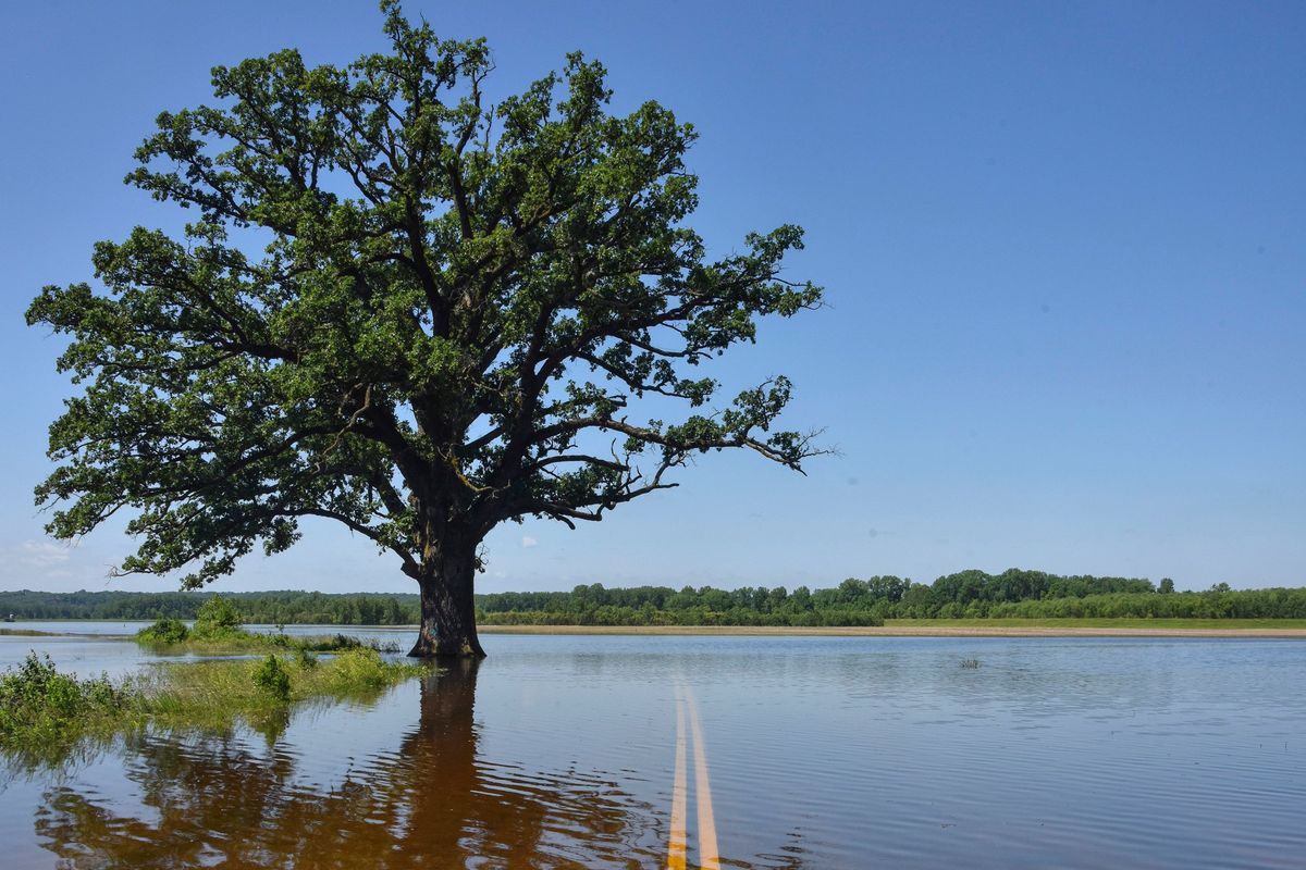 FILE - Floodwaters surround a bur oak tree southwest of Columbia, Mo., on Wednesday, June 5, 2019. A study published Tuesday, March 15, 2022, in the journal Nature Communications details how warmer temperatures and extra carbon dioxide in the air will make pollen season even more of a bother than it is now.  (Kate Seaman)