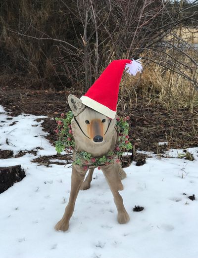 Wily the coyote decoy was looking very festive during the holiday season, much to the delight of Susan Mulvihill’s neighbors.  (Susan Mulvihill/For The Spokesman-Review)