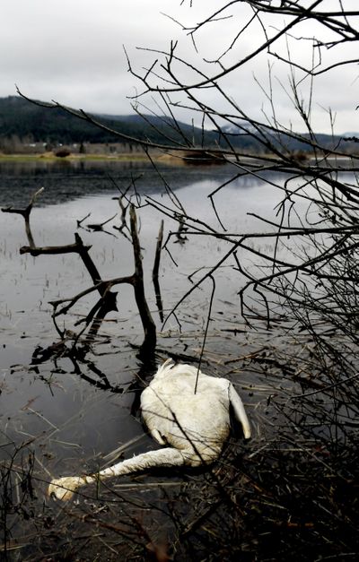 Tundra swans are exposed to toxic lead during migration stopovers in North Idaho. (Kathy Plonka)