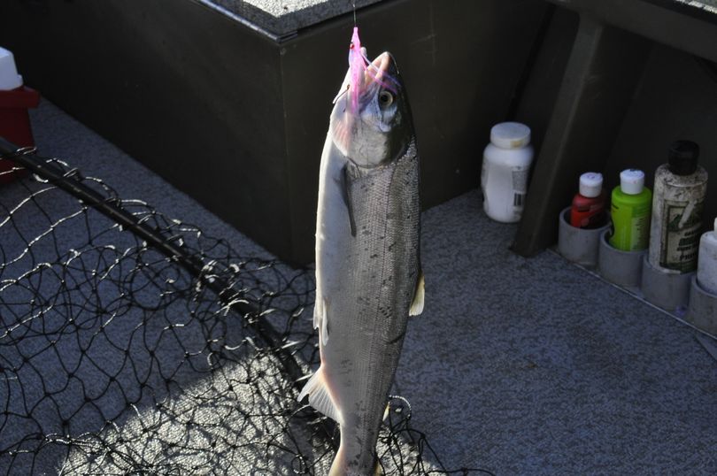 Sockeye salmon. (Rich Landers)