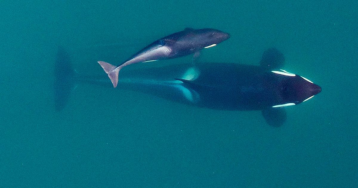 Southern resident orcas are visiting us less often new study shows Southern resident orcas are visiting us less often new study shows