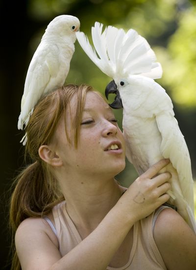 Rachel Mewes, 16, plays with her cockatoos Saturday at an annual bird lovers’ potluck  at Franklin Park. Pampered Parrots Avian Rescue sponsored the event. (Colin Mulvany / The Spokesman-Review)