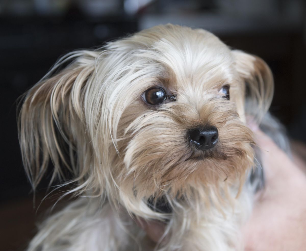 Tiny Spokane Valley Yorkshire terrier kidnapped and sold on ...