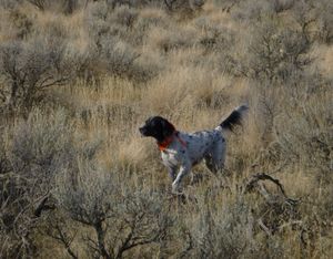 Sagebrush range managed by the U.S. Bureau of Land Management are among the areas targeted by federal land transfer legislation being considered in some Western states. (Rich Landers)