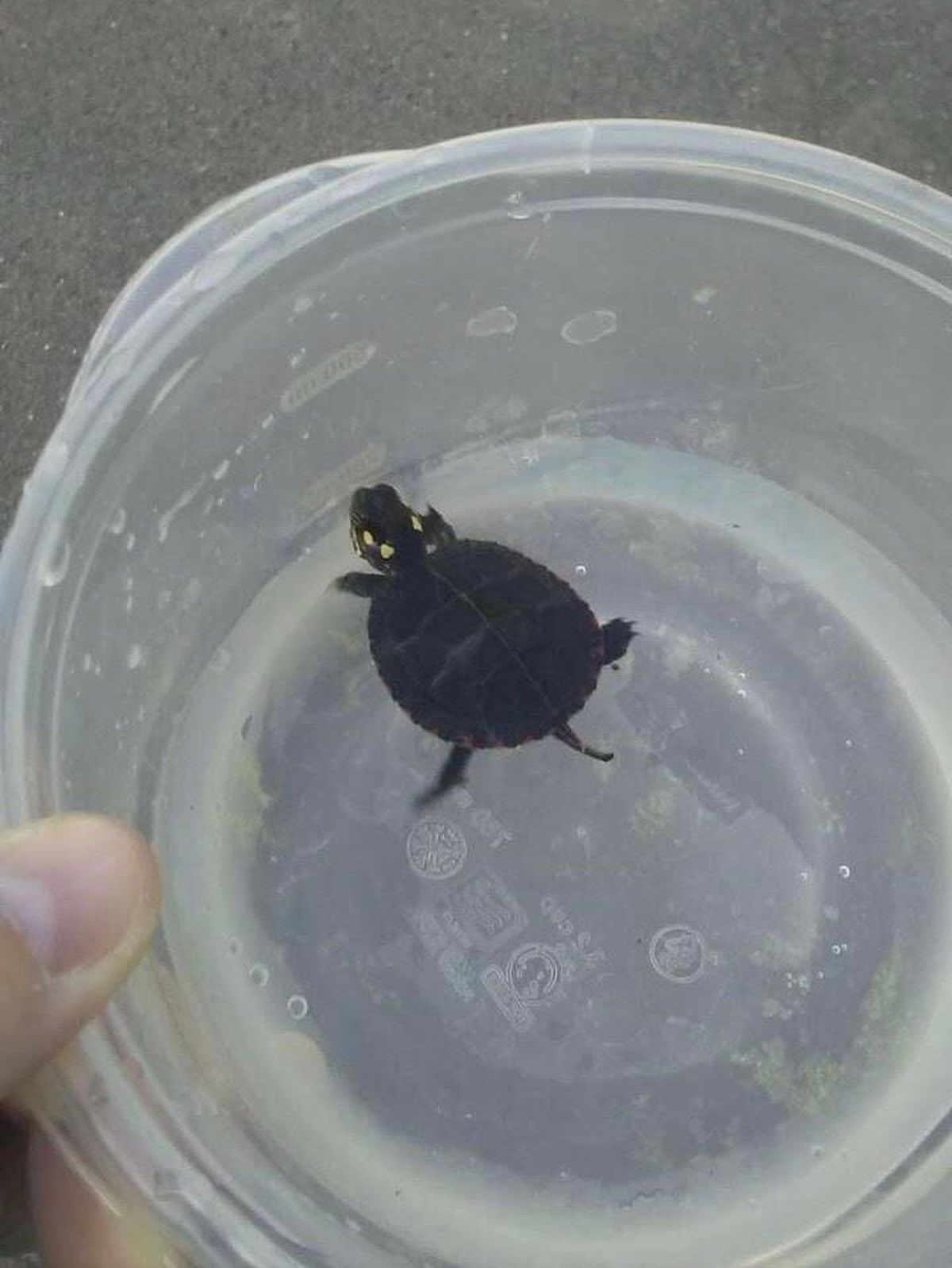 Most of the rescued baby turtles are about the size of a quarter. MUST CREDIT: Jennifer Malon.  (Jennifer Malon/Handout)