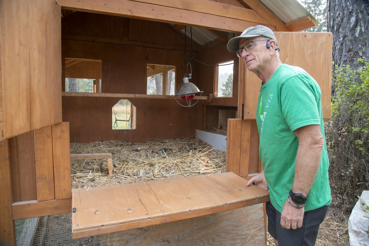 Pandemic project: A family builds chicken coop for the ages - Sept. 24