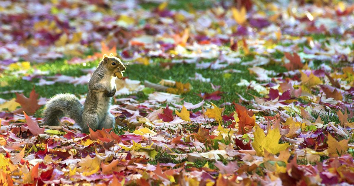 Gardening: Fall’s fiery brilliance can be preserved, enjoyed year-round ...