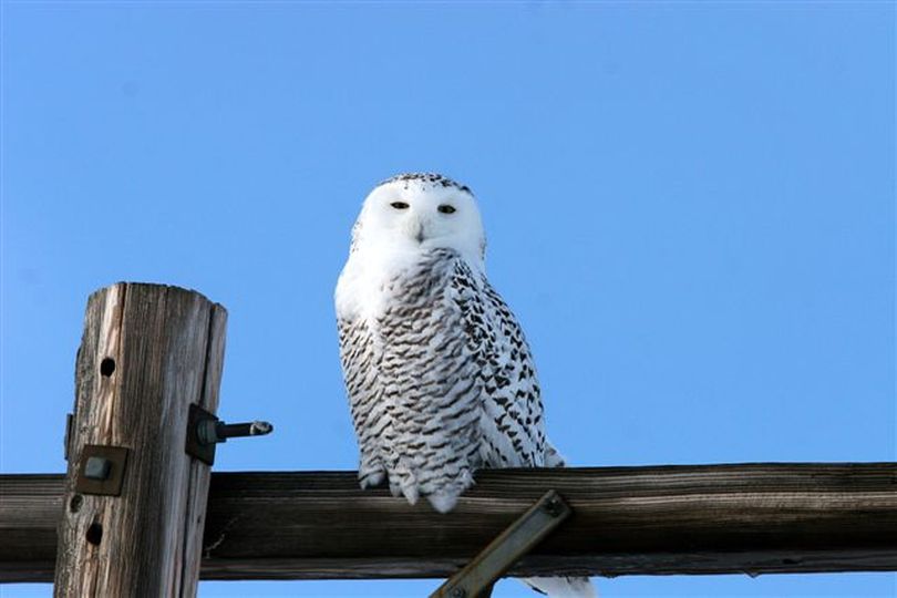 A snowy owl was photographed in Lincoln County on Dec. 10, 2010. The arctic visitors delight birdwatchers when they arrive in Eastern Washington each winter. (Buck Domitrovich)