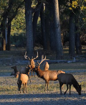 Elk at C.M. Russell National Wildlife Area north of Lewistown, Mont., in September, 2011. (Rich Landers)