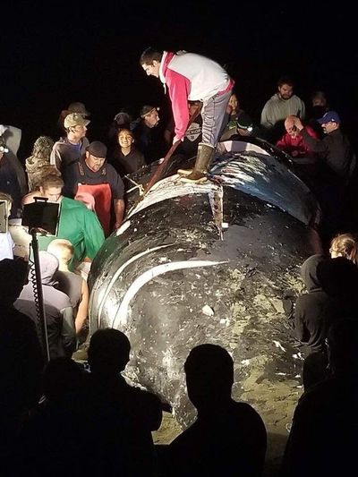 Makah tribal members butcher a humpback whale struck and killed by a ship. The whale will feed the tribal village, enabling it to live on through the tribe’s culture, a tribal leader said. (Courtesy of Makah Nation via Seattle Times)