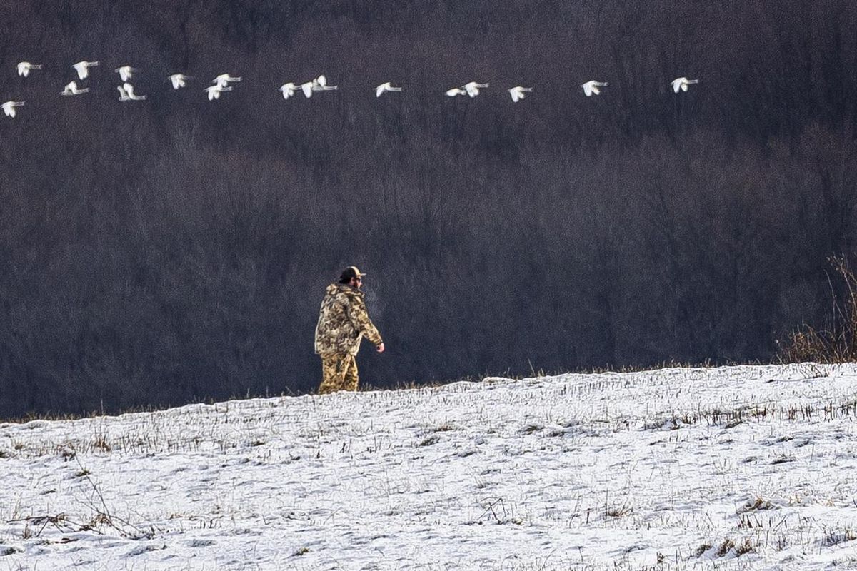 John Heidler walks on a ridge to retrieve a downed Canada goose as a flock of tundra swans fly in the Middle Creek Wildlife Management Area in Stevens, Pennsylvania, on Jan. 9, 2020. (Kyle Grantham / For The Washington Post)