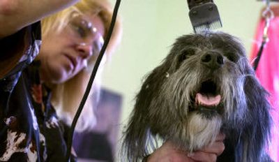 
Sheryl Allen gives Rodney a haircut at Classie Pets on north Nevada. Classie Pets grooms dogs and cats of all sizes. 
 (Kathryn Stevens / The Spokesman-Review)