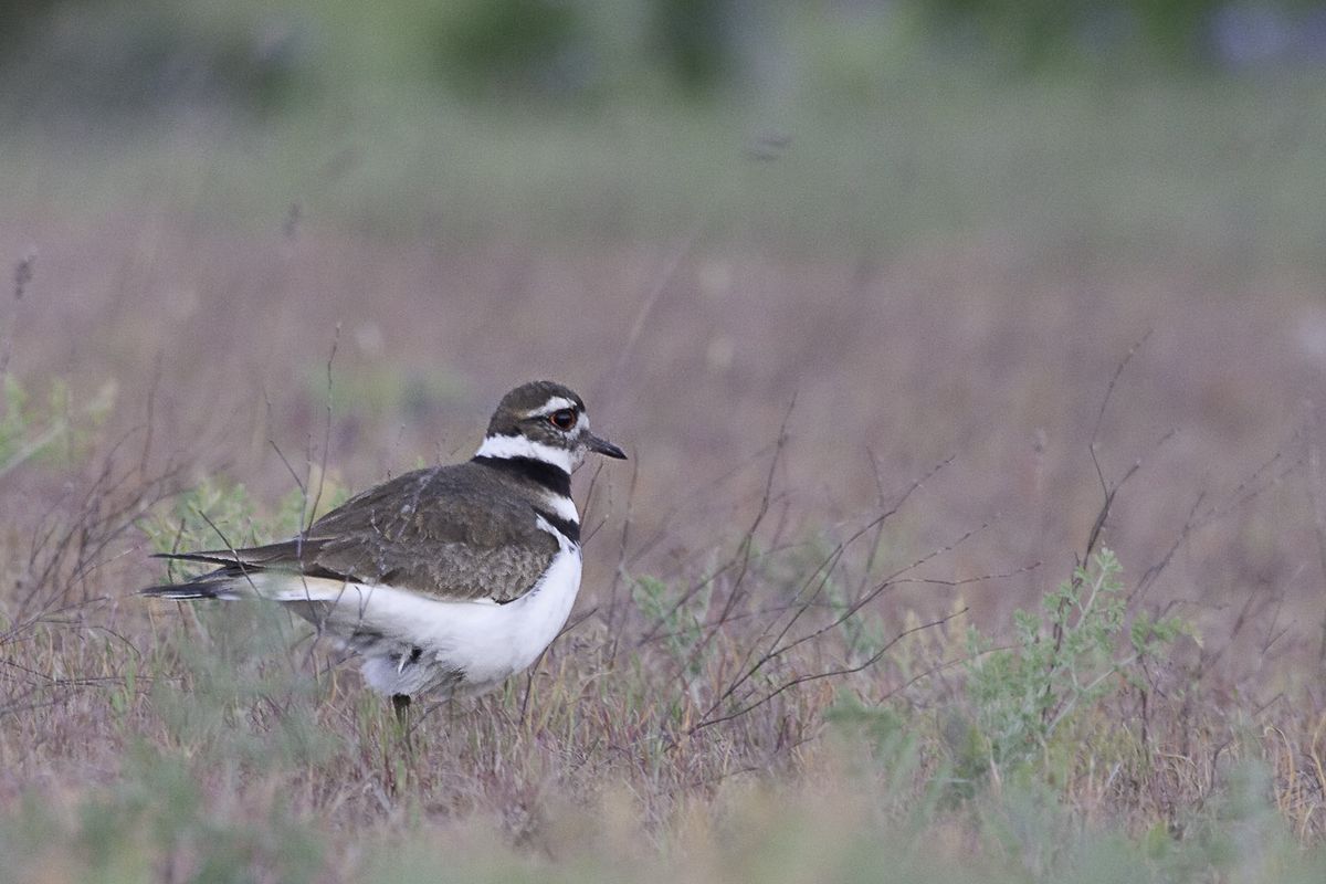 A killdeer is seen on the Turnbull National Wildlife Refuge in this undated photo. (Douglas King / Courtesy of the Nature Conservancy)