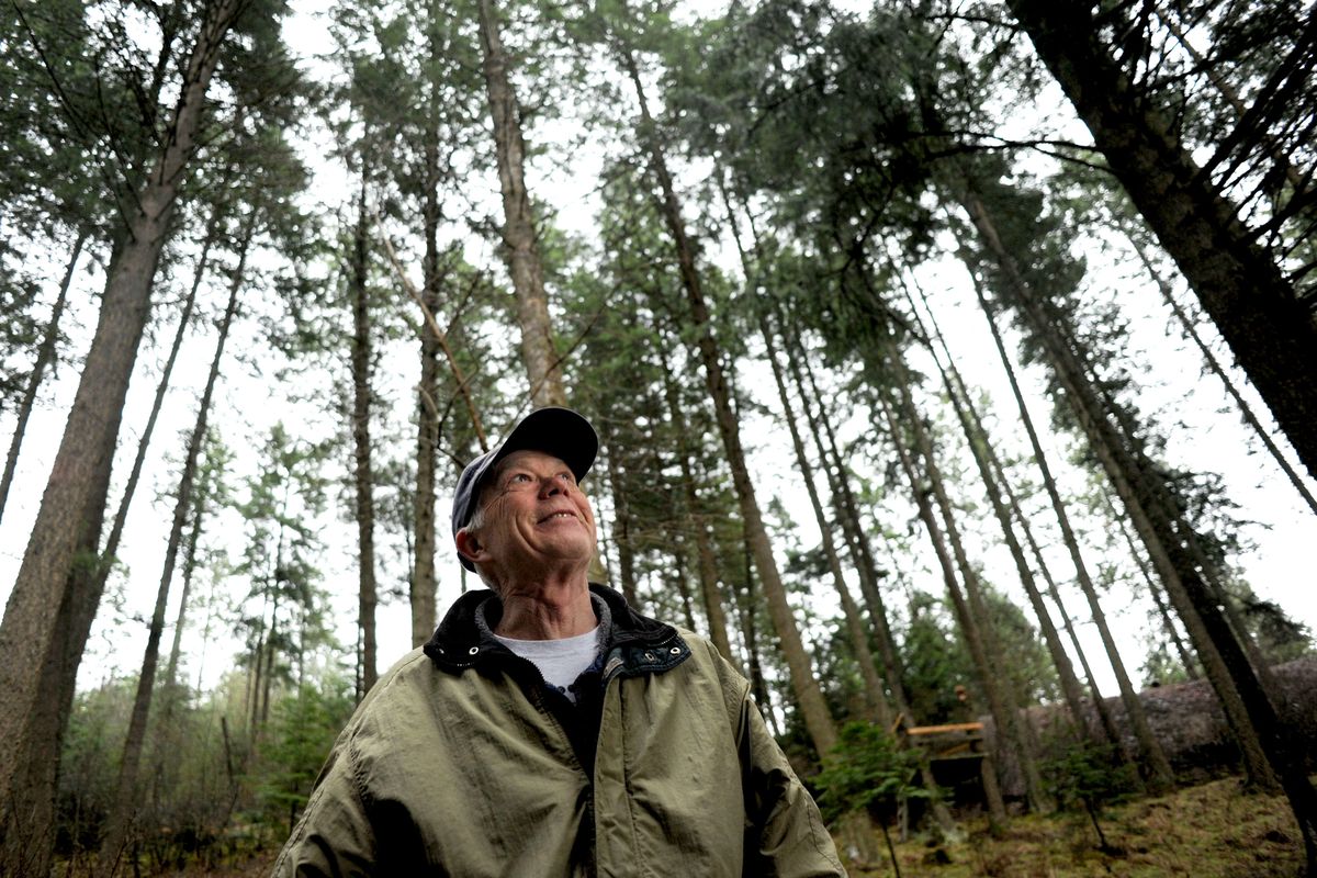 Coeur d’Alene resident Nils Rosdahl talks Wednesday about the turkeys that roost in the trees on his property. (Kathy Plonka / The Spokesman-Review)