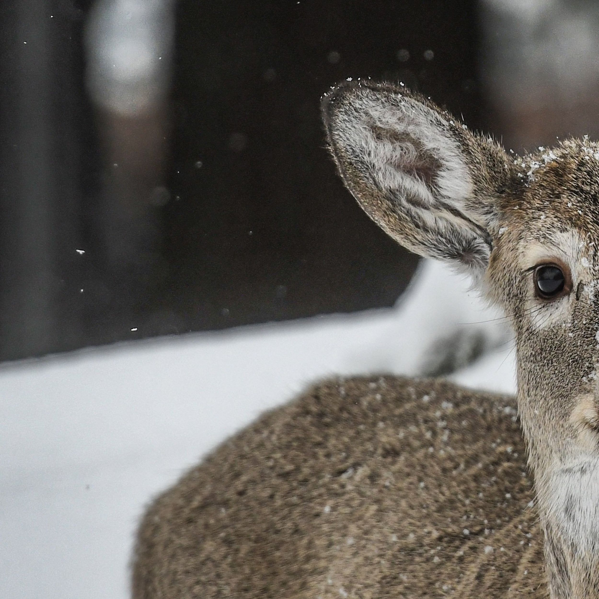 Severe winter, diseases have biologists concerned about regional wildlife  populations