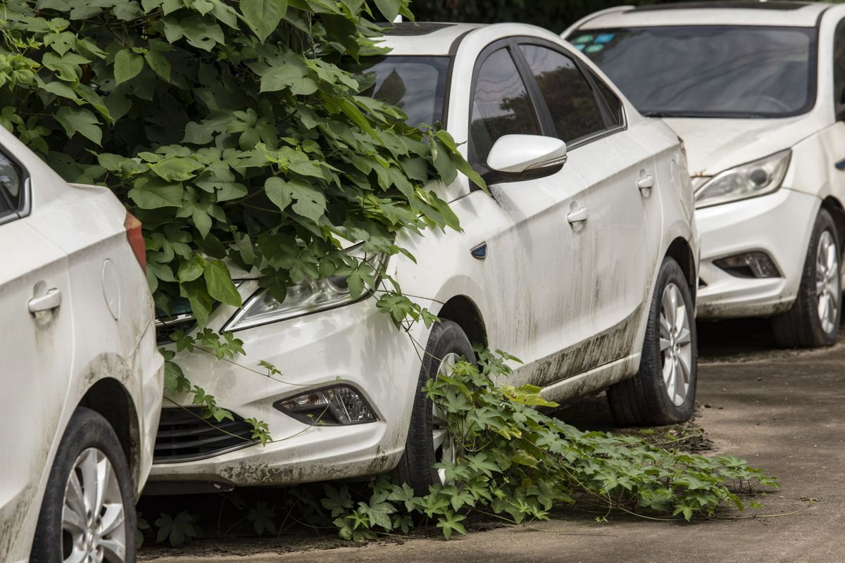 Subsidies in China turned the country into an EV giant and produced weed-infested graveyards of abandoned EVs.  (Qilai Shen/Bloomberg)
