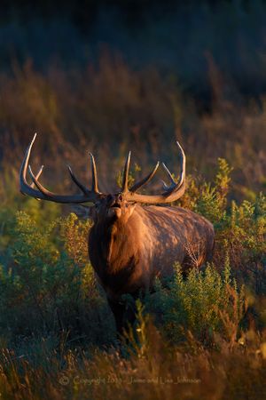 Montana outdoor photographer Jaime Johnson found this bull elk in full bugle on Sept. 19, 2013. (Jaime Johnson)