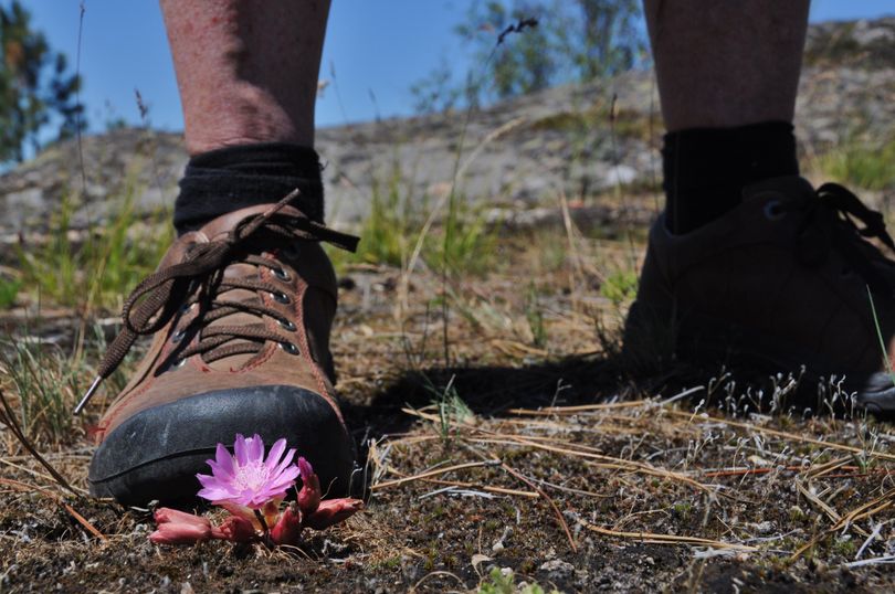 A hiker pauses by a bitterroot blooming in the Dishman Hills Natural Area. (Rich Landers)