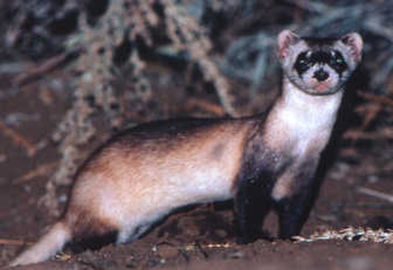 
The black-footed ferret, seen here in a 1991 Wyoming Game and Fish Department photo, is the only ferret native to North America. 
 (Associated Press / The Spokesman-Review)