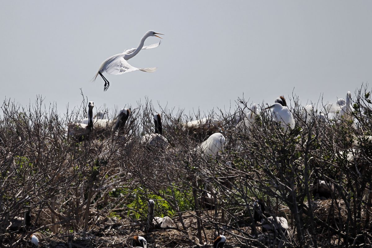 April 13, 2011: An egret lands on Cat Island, still damaged from the Deepwater Horizon spill.